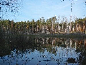 ozero-les2.jpg