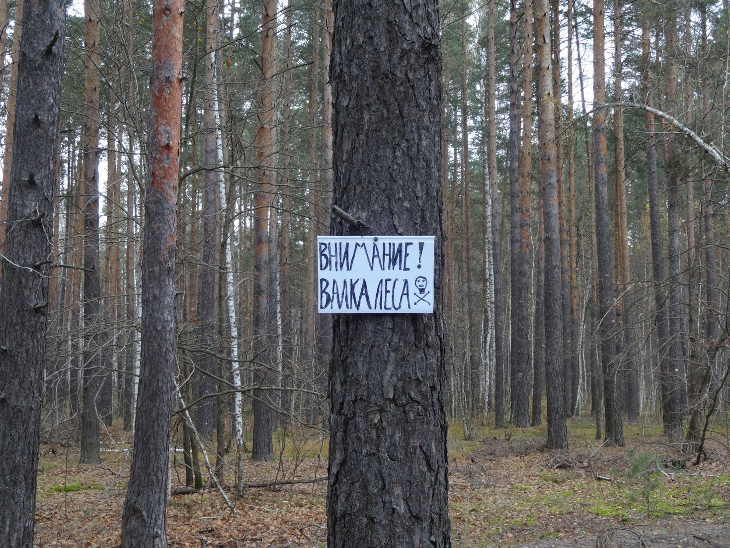 Креатив лесной