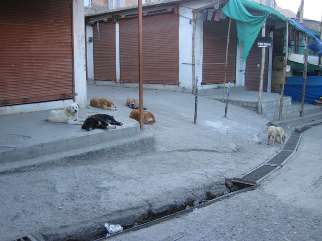 IMG_2967.JPG