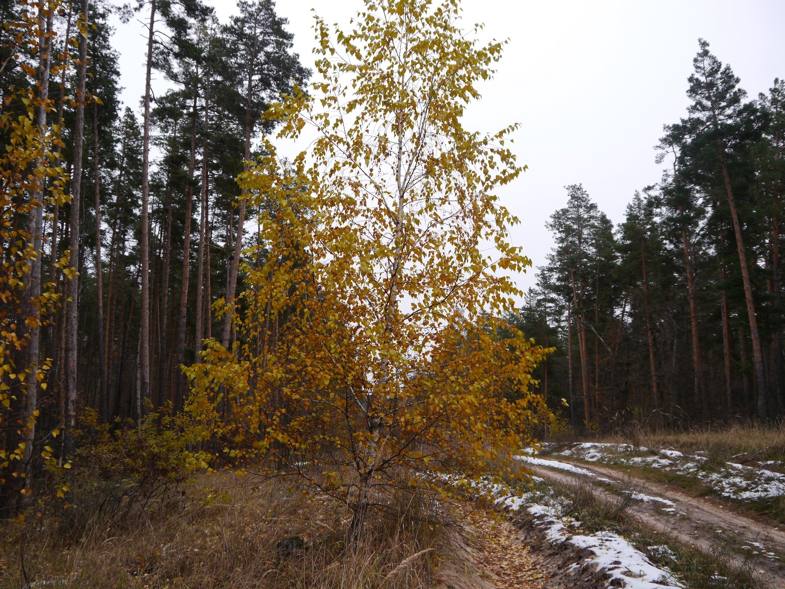 P1290443.JPG
