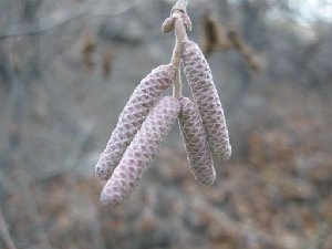 IMG_2086.JPG