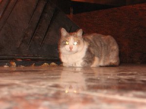 Cateye на 2-х светодиодах!