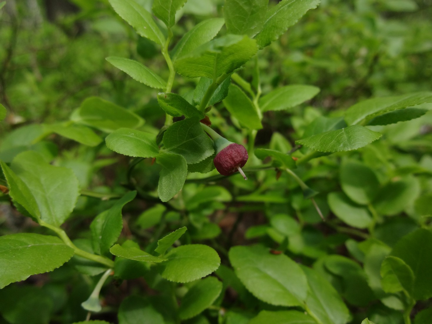DSC04287.JPG