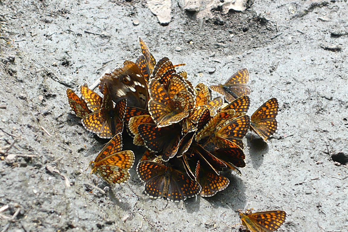 P1150757 - с эффектами.JPG