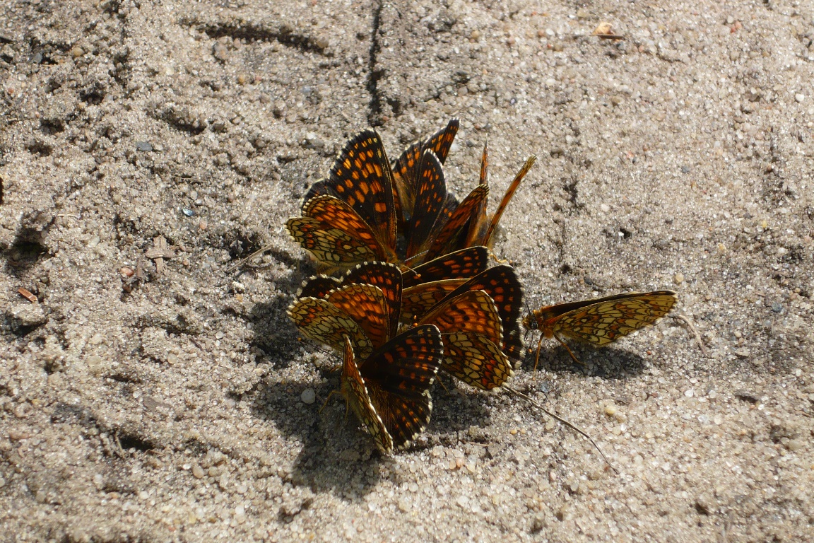 P1150759.JPG