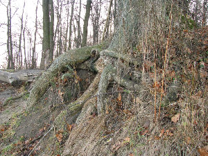 IMG_0040.jpg