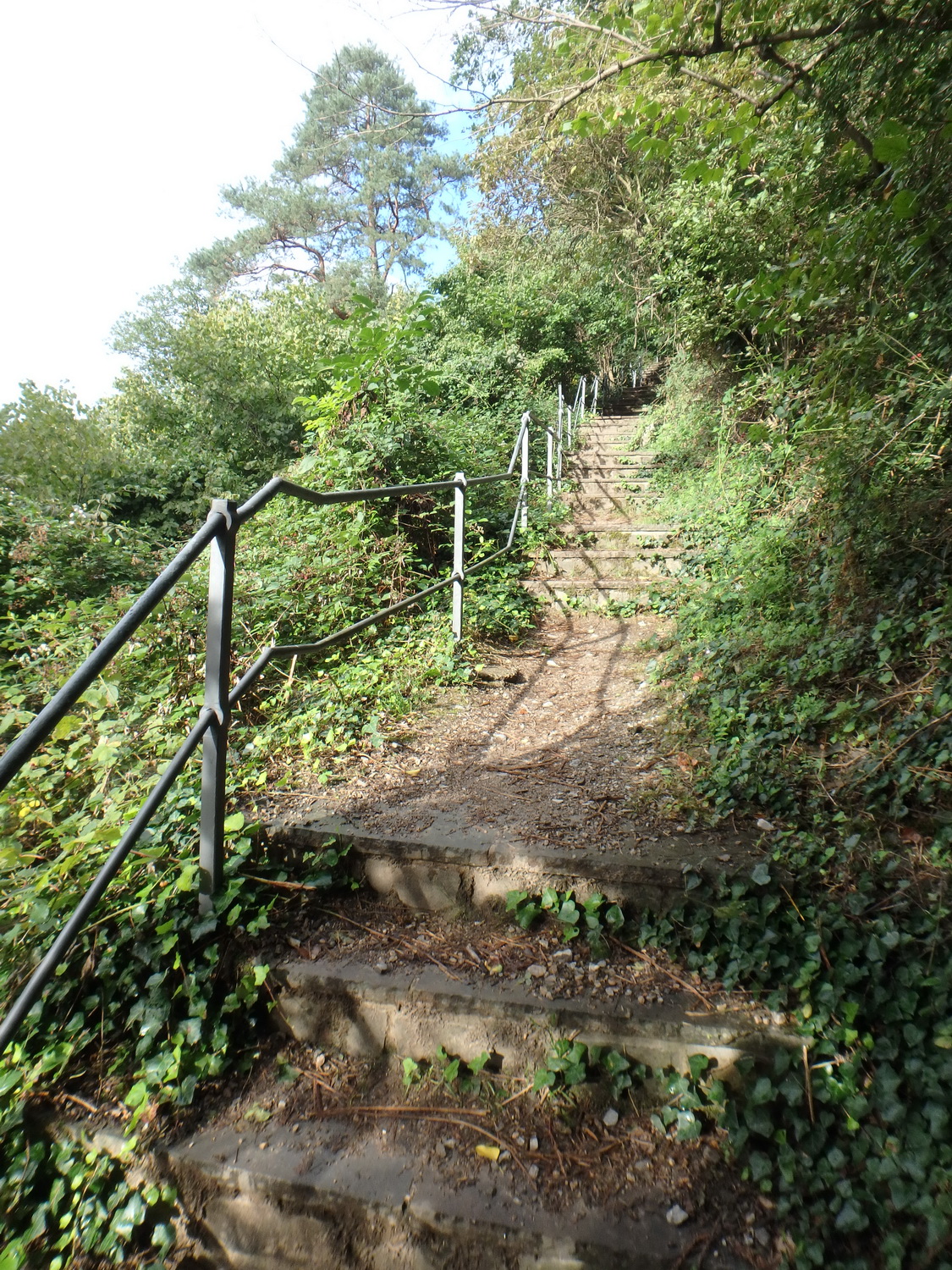 105up lorelei.jpg