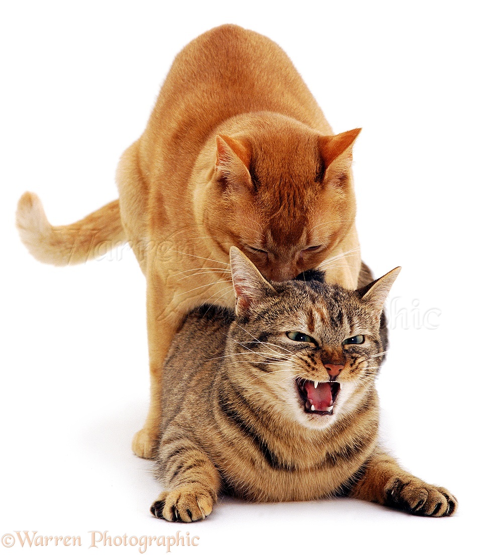 00767-Cats-mating-white-background.jpg