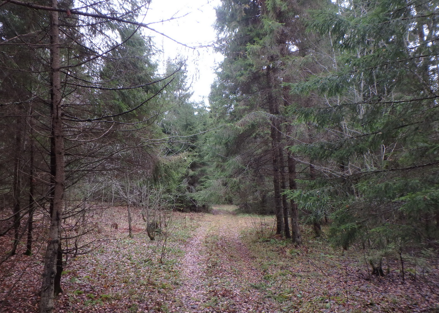 15forest.jpg