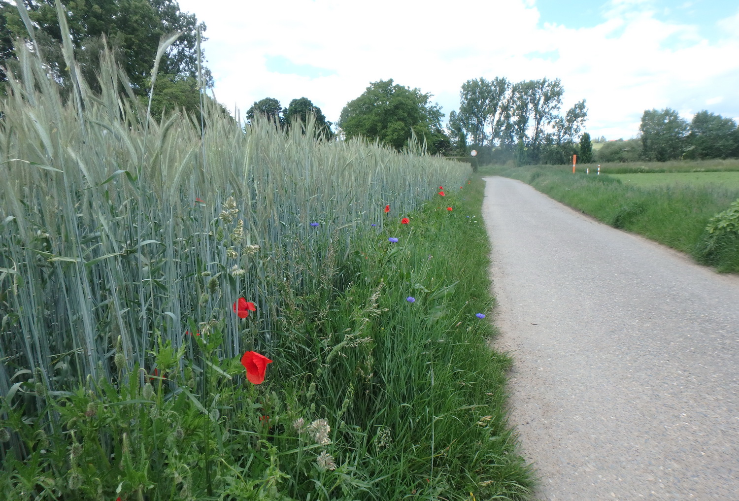 8 poppies.jpg