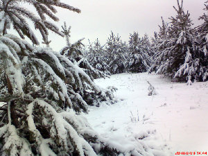 DSC00291.jpg