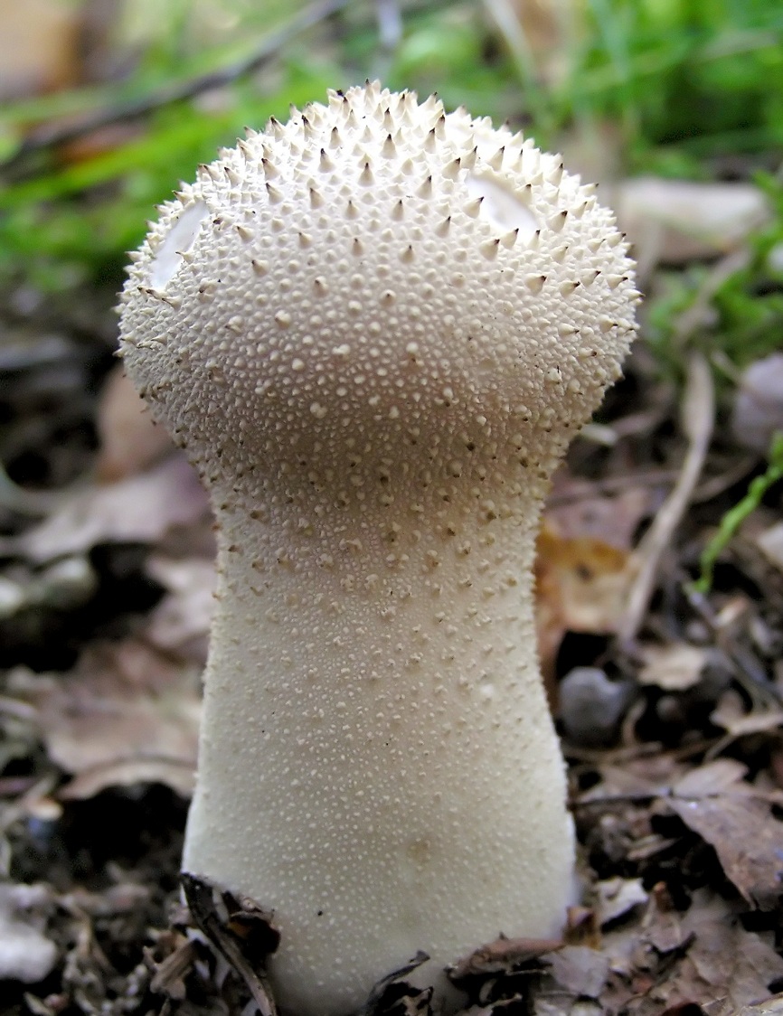 Single_lycoperdon_perlatum.jpg