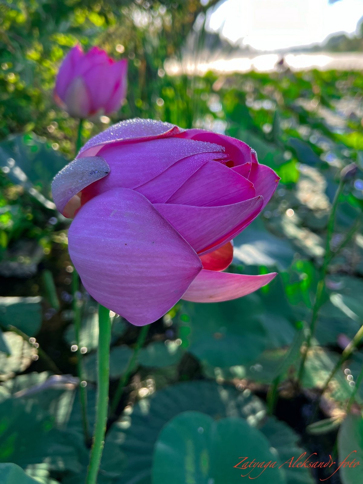 17035.jpg