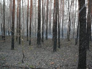 pogar25.jpg