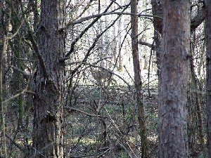 DSCF6213 копия.jpg