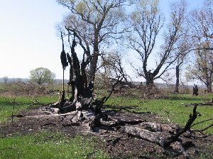 IMG_3768.JPG