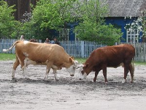 IMG_4914ум.jpg