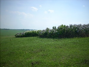 Заросли