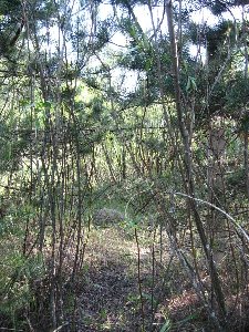 IMG_2557.JPG