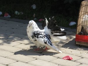 IMG_2655.JPG