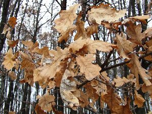 DSCF0132.JPG