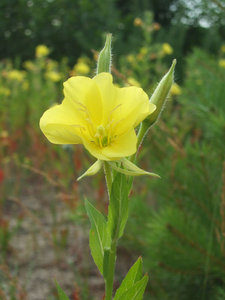 4.jpg (95.38 КБ) 8324 просмотра карамельный цветок