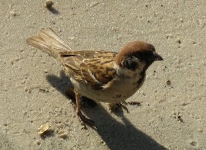 IMG_0300.JPG (231.44 КБ) 7882 просмотра Орел по кличке "Уарабэй"