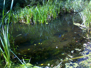 DSC00348.jpg