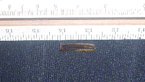DSCN0353.jpg