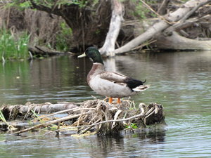 IMG_0715.JPG