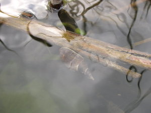 IMG_1034.JPG