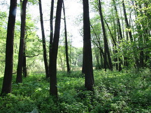 IMG_1119-1.JPG