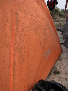 10.jpg (143.35 КБ) 9222 просмотра Нашествие насекомых