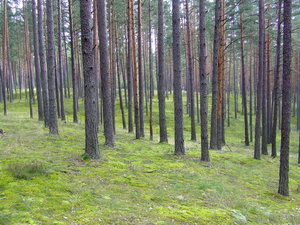 mushroom forest.jpg