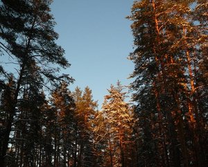 1001-4.jpg
