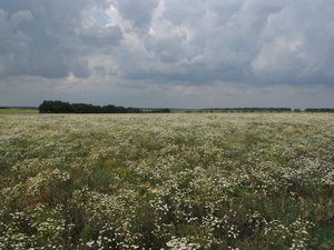 Целое поле ромашки