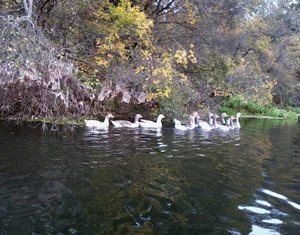 birdies.jpg