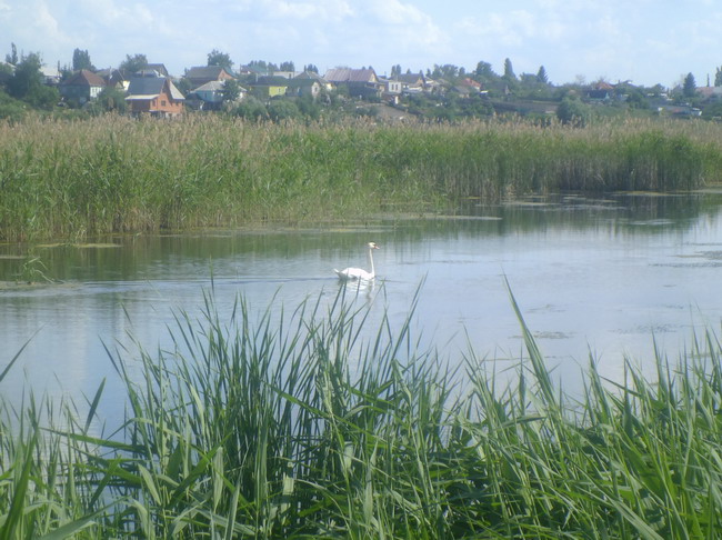 swan.jpg