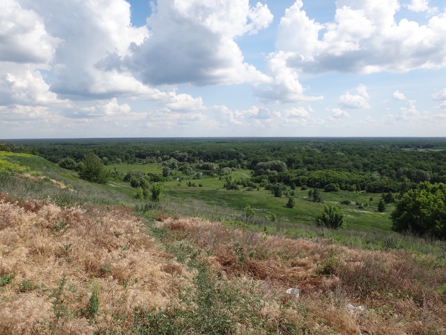 Хреновской бор из Шишовки