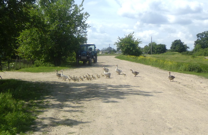 5goose.jpg