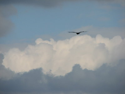 IMG_3444_resize.JPG