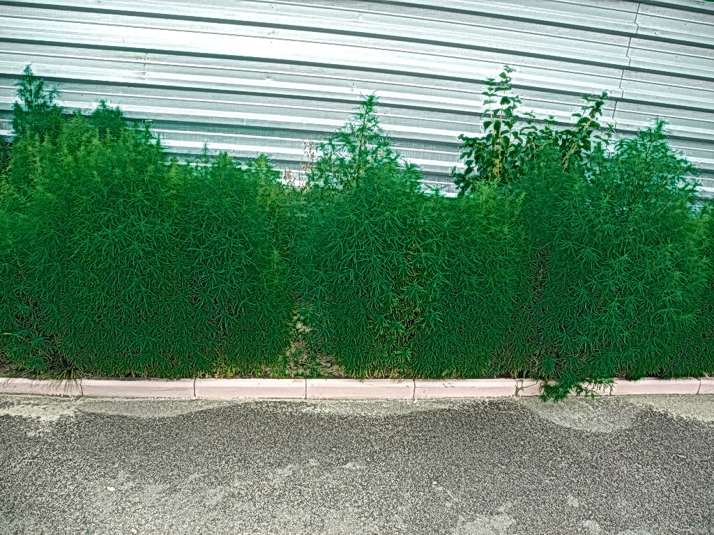 DSCN0930.JPG