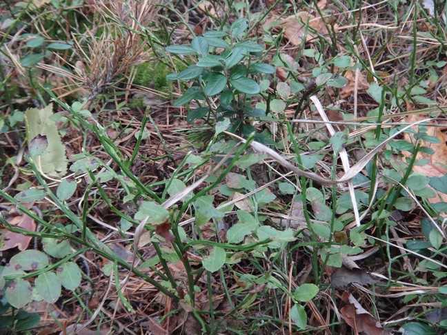 DSC01109.JPG