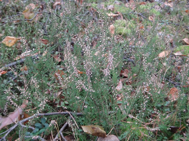 DSC01112.JPG