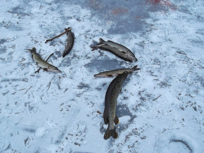 6fishes kremenchg.jpg