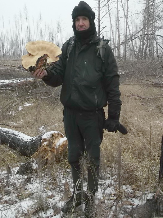 mushroom.jpg
