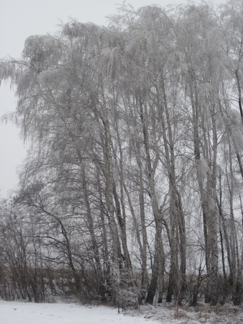 IMG_0147.JPG