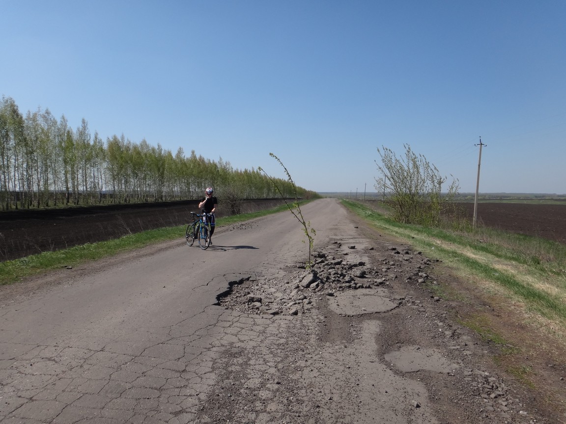 А из асфальта растут деревья