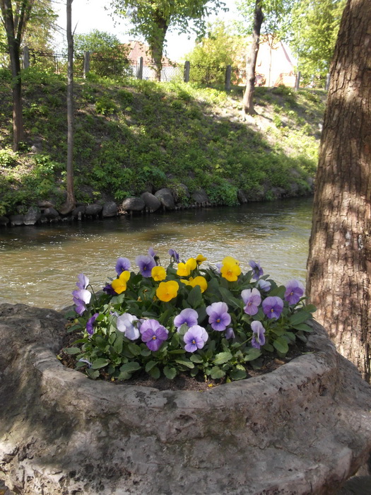 8flowers.jpg