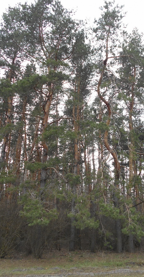 27croockedpines.jpg